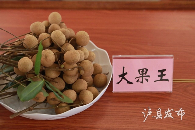 单颗22克,一串7斤!泸县龙眼“巅峰对决”结果出炉(图9) 9.jpg