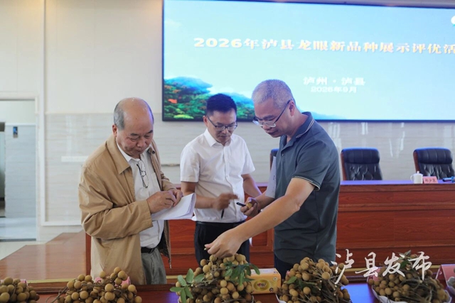 单颗22克,一串7斤!泸县龙眼“巅峰对决”结果出炉(图10) 10.jpg