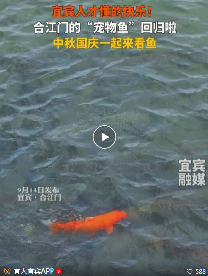 比去年还肥!宜宾合江门宠物鱼回归,红鲤鱼都游来了!(图2) 2222.png