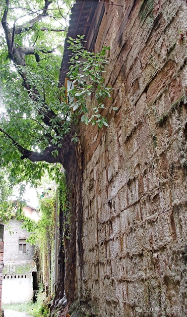 叙永600岁明城墙“苏醒”记(图4) 城4.jpg