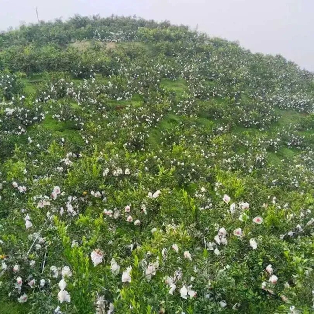 藏在烟火里的田园诗意丨泸州美丽庭院系列展播①(图3) 3.jpg