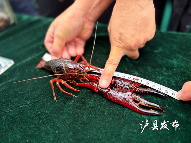 虾王虾后出炉,稻虾米飘香!泸县这场评选活动真热闹(图1) 1.jpg