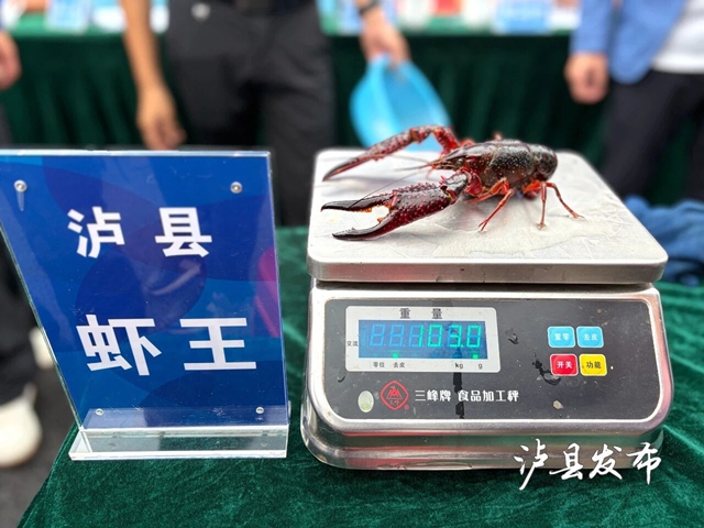 虾王虾后出炉,稻虾米飘香!泸县这场评选活动真热闹(图7) 7.jpg