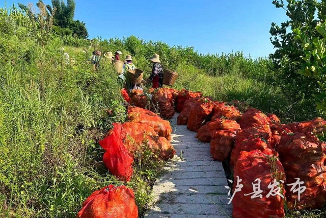 “打飞的”下山!泸县这个村佛手丰收,一天采收近7000斤(图1) 1.jpg