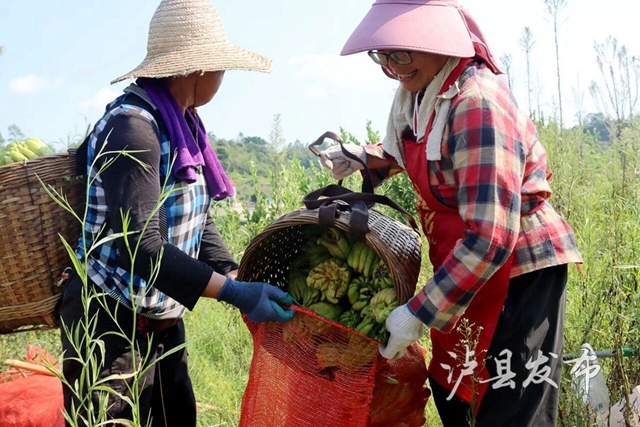 “打飞的”下山!泸县这个村佛手丰收,一天采收近7000斤(图3) 3.jpg