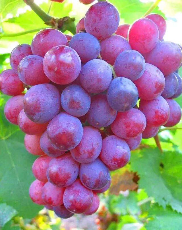 葡萄:这种人要少吃(图1) 1.jpg