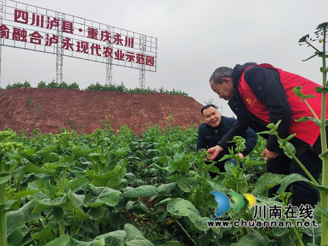 银发丹心映党徽 跨界融合建新功——记泸县立石镇、重庆永川区吉安镇“立吉老党员工作室”(图4) 察看油菜长势.jpg