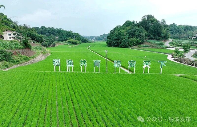 粮袋子更稳、钱袋子更鼓、新村子更美——纳溪书写乡村振兴五年答卷(图2) 山2.jpg