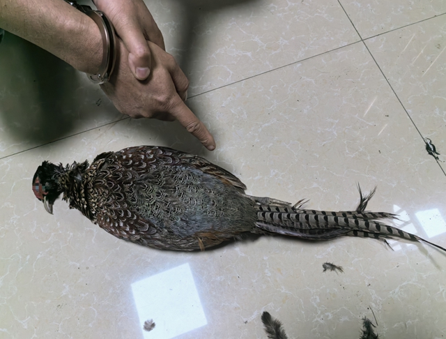 涉嫌非法狩猎!自贡舅甥两人被逮!(图1) 打1.jpg