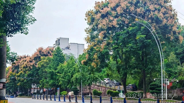 谁懂啊!泸州秋天的浪漫,栾树悄悄上大分(图2) 2.jpg