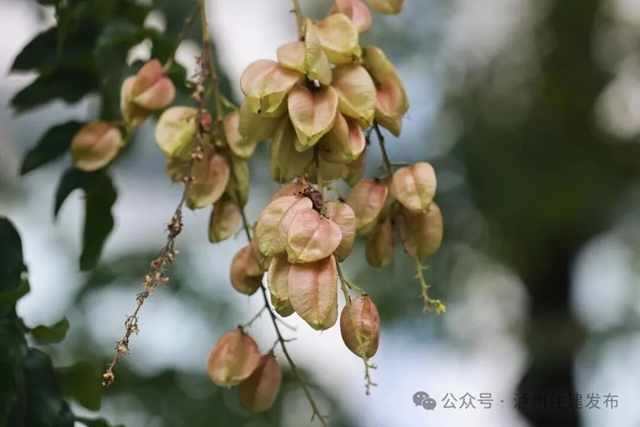 谁懂啊!泸州秋天的浪漫,栾树悄悄上大分(图1) 1.jpg