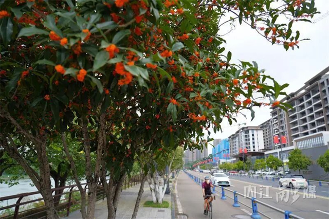 节庆氛围拉满!甜城内江盛装“上线”(图3) 内江3.jpg