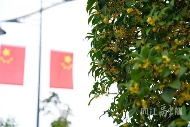 节庆氛围拉满!甜城内江盛装“上线”(图8) 内江8.jpg