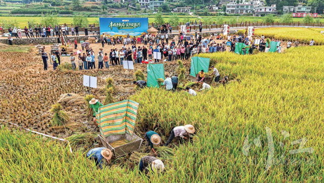 田埂当会场,农民站C位!古蔺这个“土味”十足的丰收盛会,唱响“蔺州粮仓”名号(图1) 1.jpg