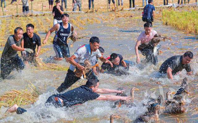 田埂当会场,农民站C位!古蔺这个“土味”十足的丰收盛会,唱响“蔺州粮仓”名号(图2) 2.jpg
