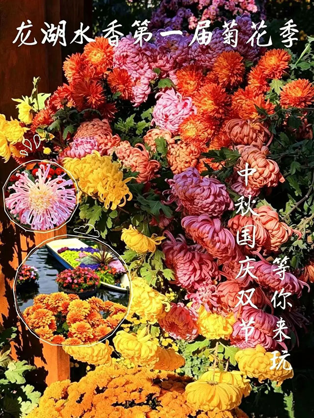 就在泸州!龙湖水香上万株菊花开启秋日浪漫打卡(图1) 1.jpg