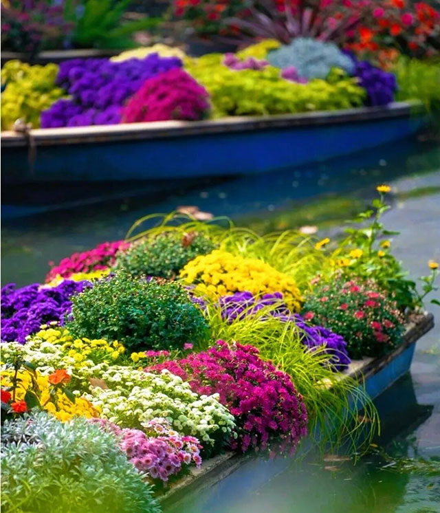 就在泸州!龙湖水香上万株菊花开启秋日浪漫打卡(图3) 3.jpg