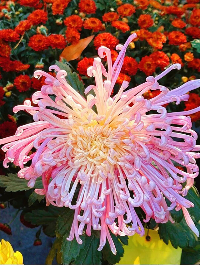 就在泸州!龙湖水香上万株菊花开启秋日浪漫打卡(图2) 2.jpg