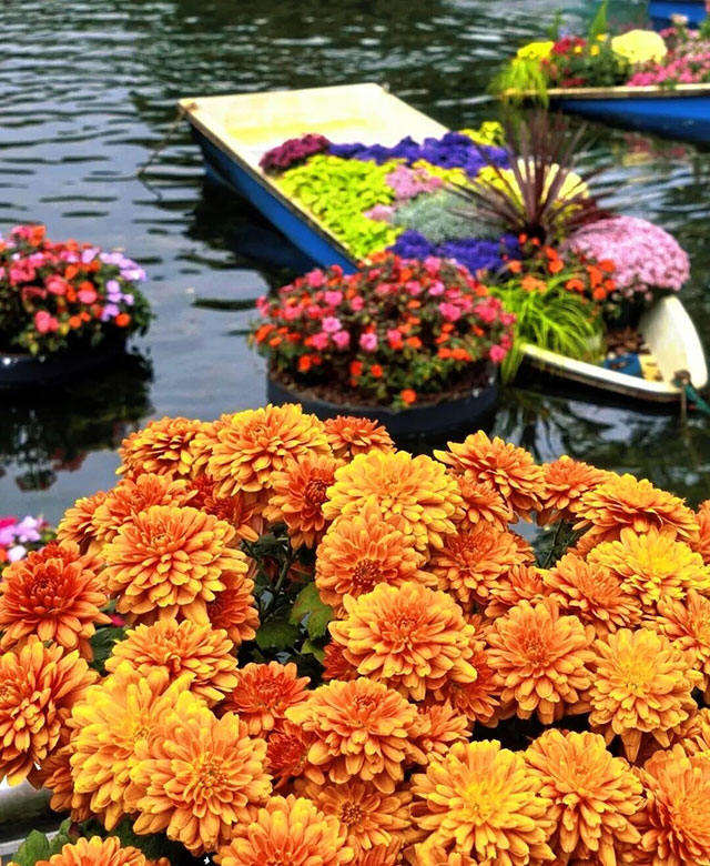 就在泸州!龙湖水香上万株菊花开启秋日浪漫打卡(图8) 8.jpg