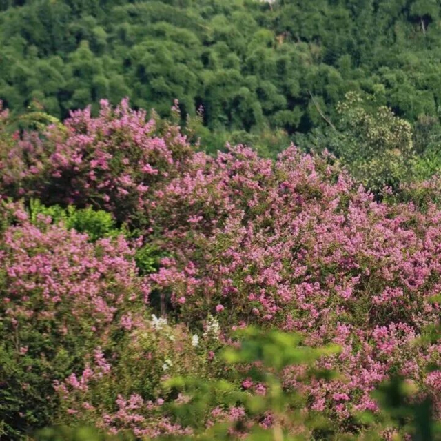 藏在烟火里的田园诗意丨泸州美丽庭院系列展播(图9) 9.jpg
