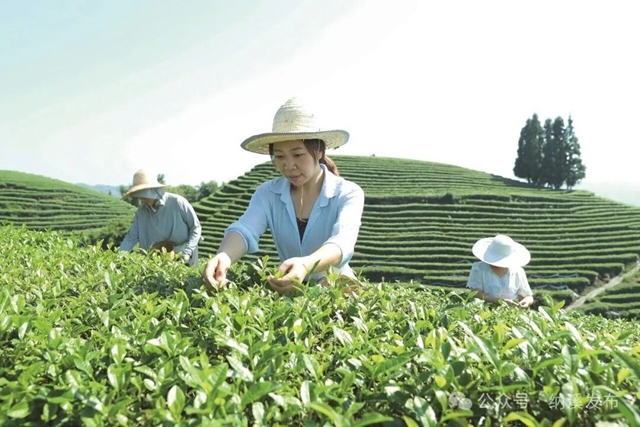 茶产业产值90亿,粮食产量28.5万吨!纳溪做对了什么?(图1) 1.jpg