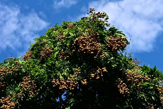 “恋秋”一日游,坐公交感受泸州秋天的多样美丽(图6) 6.jpg