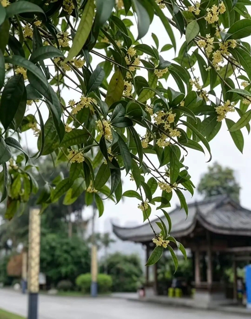 “恋秋”一日游,坐公交感受泸州秋天的多样美丽(图10) 10.jpg