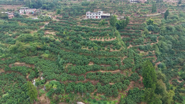 古蔺永乐:老山蜜柚“牵手”真龙柚,结出甜脆柚“柚”惑难挡(图1) 1.jpg