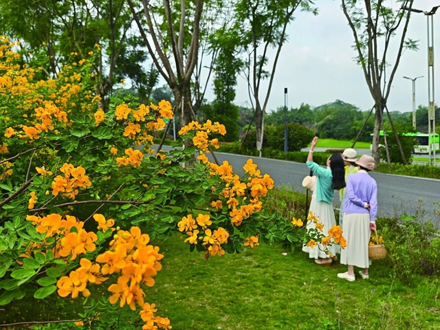 泸州的“小黄花”开了,随手一拍都出片(图4) 4.jpg