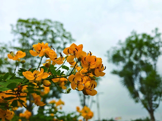 泸州的“小黄花”开了,随手一拍都出片(图7) 7.jpg