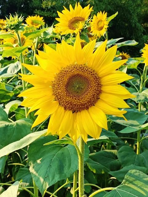 多巴胺金色系!宜宾这片花海太出片了(图3) 3.jpg