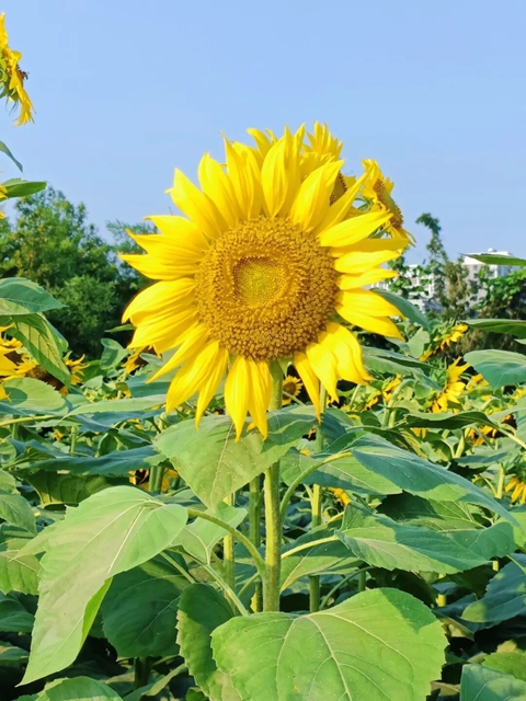 多巴胺金色系!宜宾这片花海太出片了(图4) 4.jpg