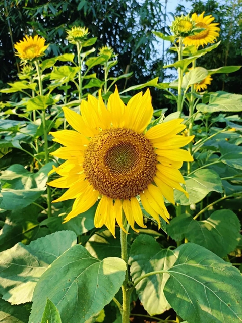 多巴胺金色系!宜宾这片花海太出片了(图5) 5.jpg