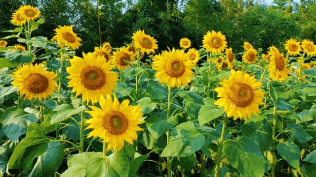 多巴胺金色系!宜宾这片花海太出片了(图6) 6.jpg
