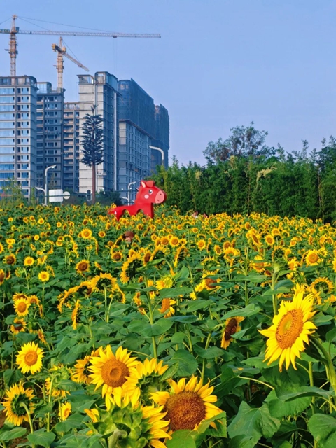 多巴胺金色系!宜宾这片花海太出片了(图11) 11.jpg