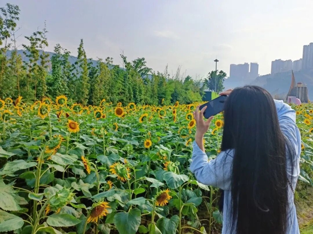 多巴胺金色系!宜宾这片花海太出片了(图13) 13.jpg