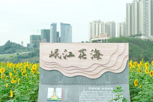 多巴胺金色系!宜宾这片花海太出片了(图15) 15.jpg