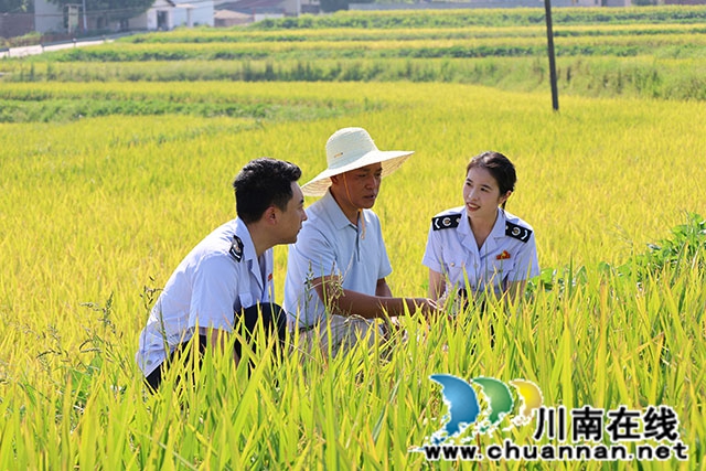 龙马潭:用税力量书写优“粮”答卷(图1) IMG_6841.jpg