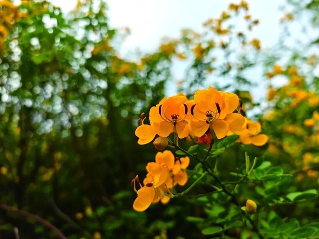 泸州的“小黄花”开了,坐公交去打卡,随手一拍都出片(图2) 2.jpg