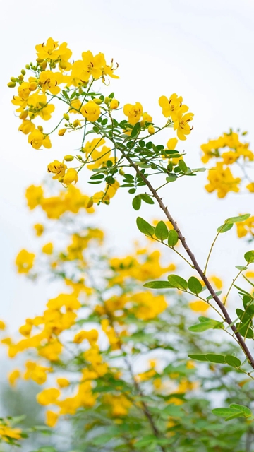 泸州秋冬赏花新去处!这里的双荚决明超出片→(图5) 5.jpg