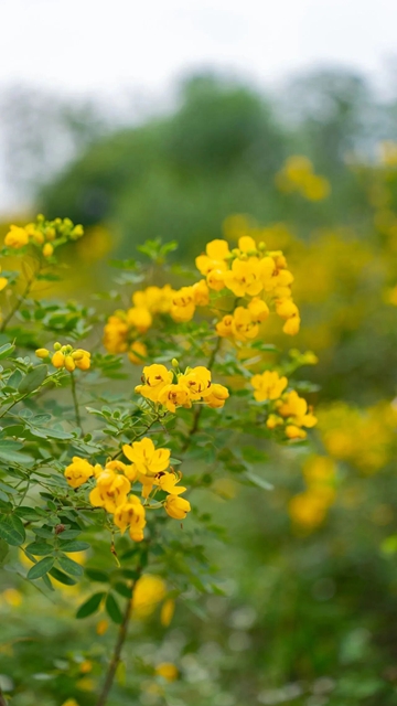 泸州秋冬赏花新去处!这里的双荚决明超出片→(图7) 7.jpg