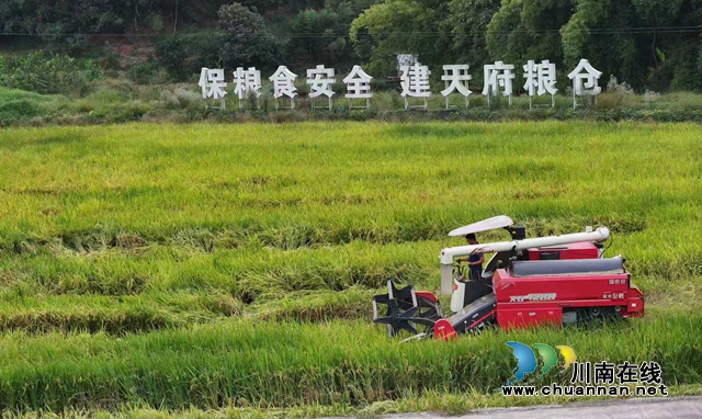 纳溪:中稻-再生稻实现亩产1207公斤(图2) 2.jpg