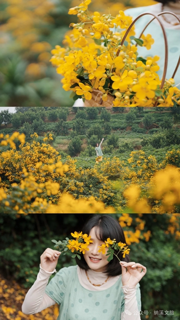 黄1.jpg
