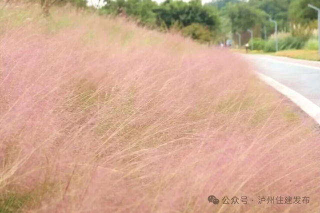 泸州这些公园粉黛进入盛花期!拍照很美, "打卡"勿忘文明(图12) 12.jpg