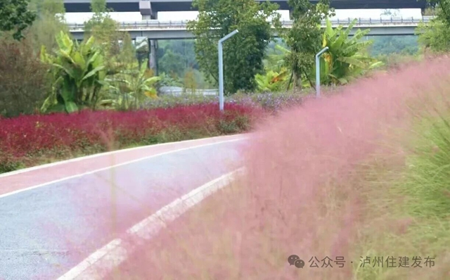 泸州这些公园粉黛进入盛花期!拍照很美, "打卡"勿忘文明(图13) 13.jpg