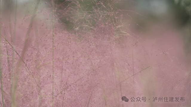 泸州这些公园粉黛进入盛花期!拍照很美, "打卡"勿忘文明(图1) 1.jpg