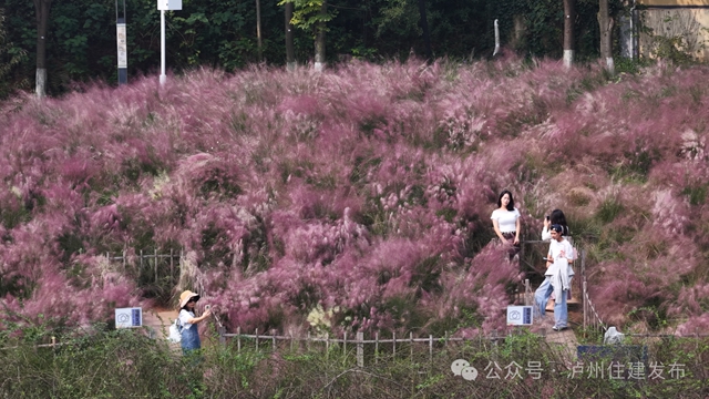 泸州这些公园粉黛进入盛花期!拍照很美, "打卡"勿忘文明(图2) 2.jpg