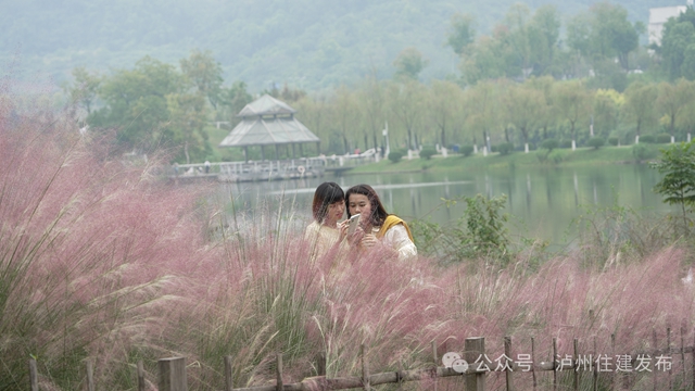 泸州这些公园粉黛进入盛花期!拍照很美, "打卡"勿忘文明(图3) 3.jpg