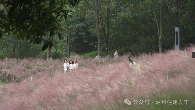 泸州这些公园粉黛进入盛花期!拍照很美, "打卡"勿忘文明(图4) 4.jpg