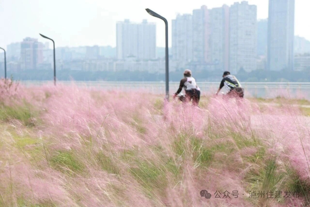 泸州这些公园粉黛进入盛花期!拍照很美, "打卡"勿忘文明(图6) 6.jpg